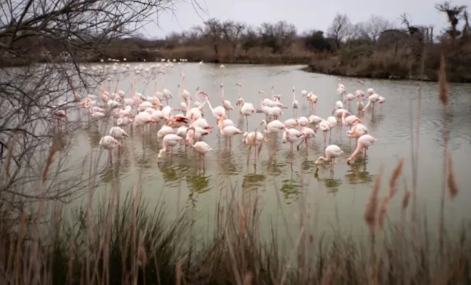 Découvrez nos promenades à cheval ouvertes toute l'année, Saintes-Maries-de-la-Mer, Promenade à Cheval La Cavale