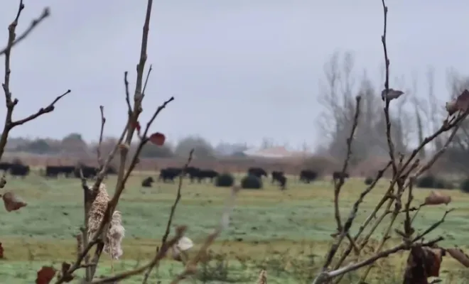 Découvrez nos promenades à cheval ouvertes toute l'année, Saintes-Maries-de-la-Mer, Promenade à Cheval La Cavale